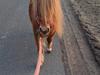 Miniature Hoppe 92 cm. 2023