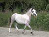 Welsh Mountain (sec A) Hingst 115 cm. 2023