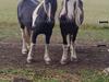 Tinker Hingst 152 cm. 2024
