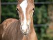 Anden særlig race Hingst 105 cm. 2025