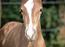 Anden s&#230;rlig race Hingst 105 cm. 2025