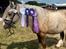 Irish Cob Vallak 145 cm. 2019