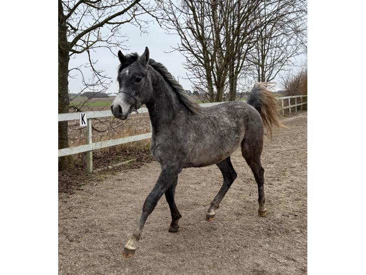 {{currentPhoto.altText}} billede {{currentPhoto.number}}