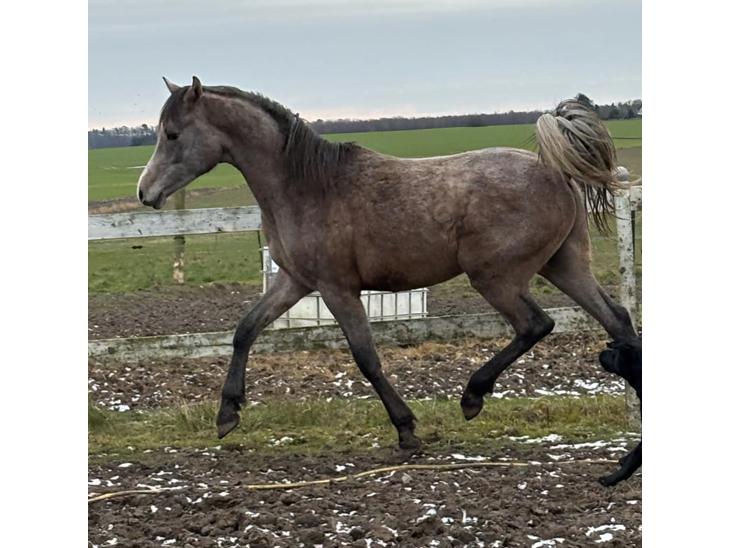 {{currentPhoto.altText}} billede {{currentPhoto.number}}