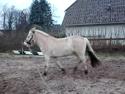 Trille i longe 