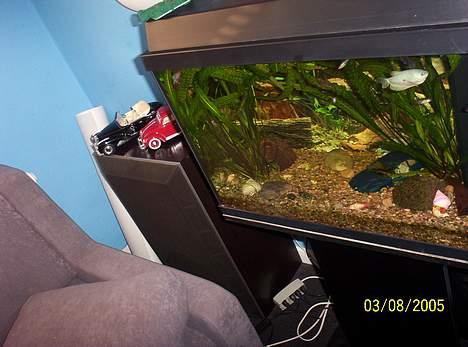 Hjemmebiograf Jvc rx - 7032v - den anden jamo, og lidt af mit akvarie! billede 12