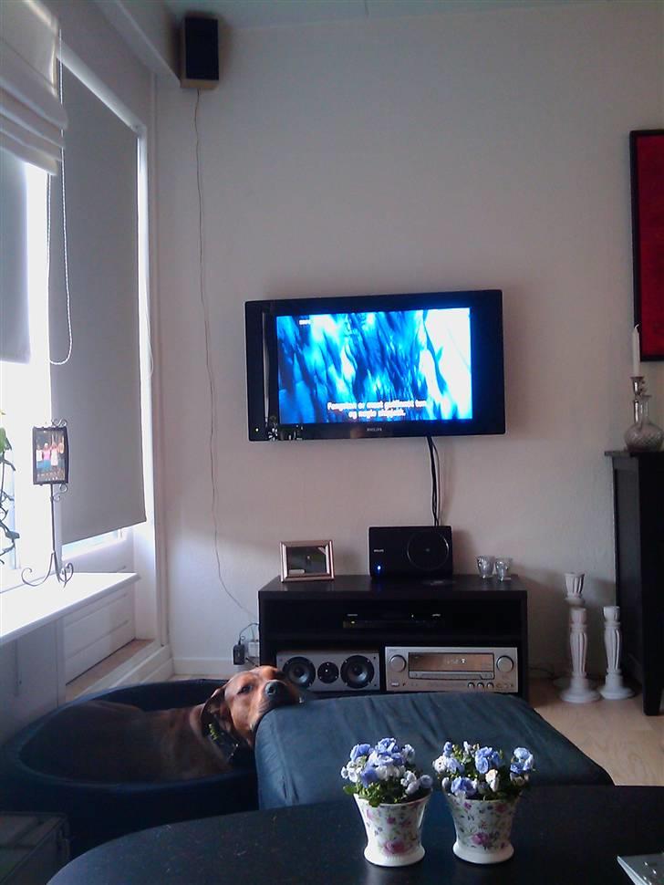 Hjemmebiograf ELTAX 5.1 system billede 2