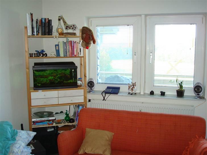 Hjemmebiograf Fra den gamle lejlighed - Baghøjttaler position og reol med akvarie. Sub står desværre gemt ved siden af sofa´en. billede 10