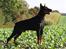 Genning's Dobermann - Genning's Canna Chavez 4½ år