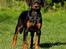 Genning's Dobermann - Genning's Grace
