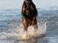 Genning's Dobermann - Rocky Dobi-Deby