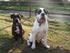 Billeder am mine hunde