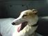 Nogle af vores andre greyhounds