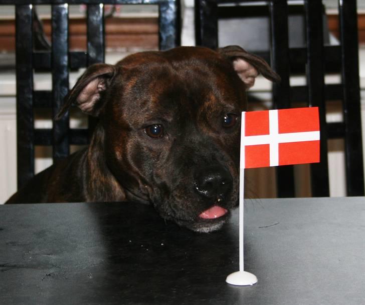 Devil og Nasty - Hurra hurra idag er det Devil´s fødselsdag d.16/2-07, Devil 2 år !!!! billede 32