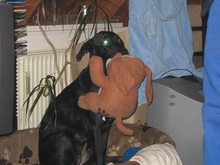 Freja - Freja og hendes elskede gamle bamse. billede 32