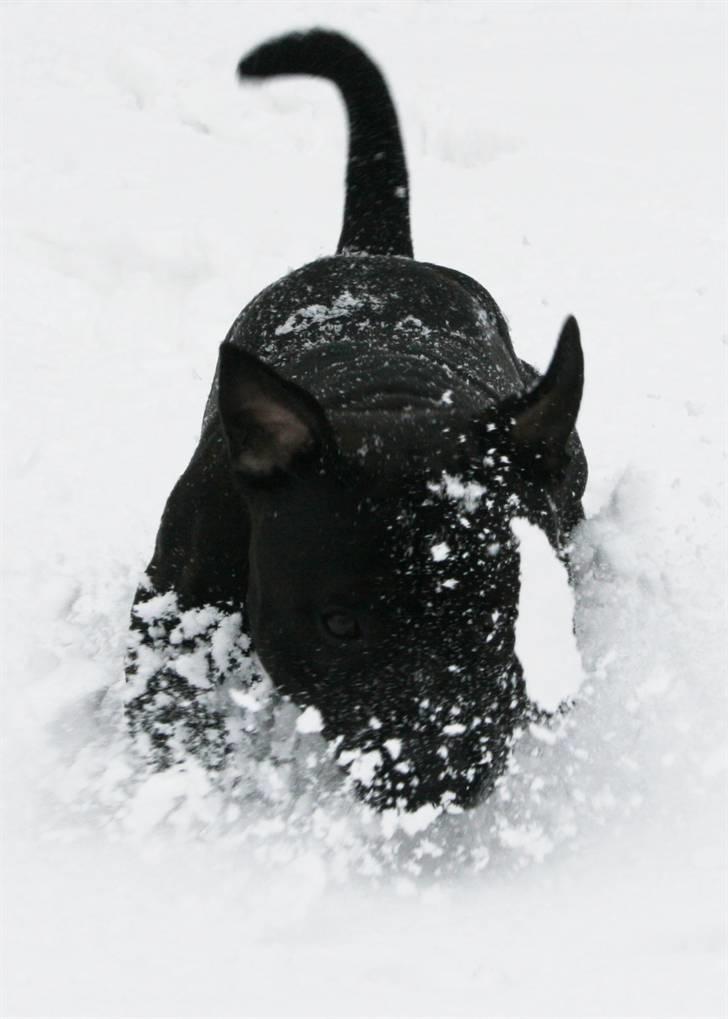 Devil og Nasty - Nasty i sneen billede 30