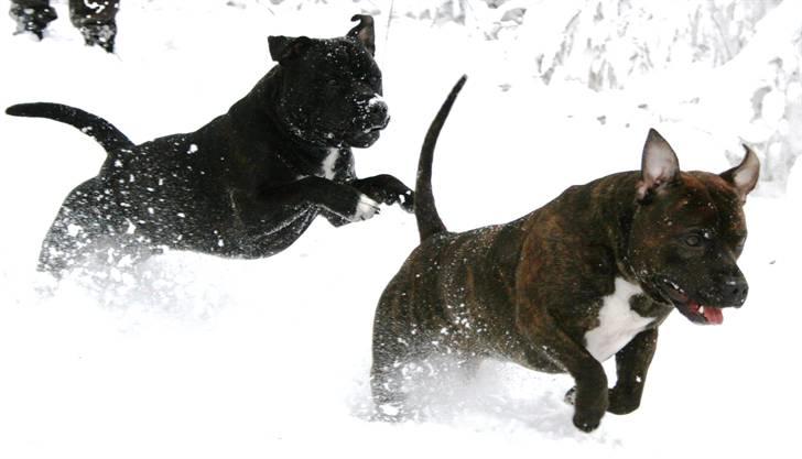 Devil og Nasty - Devil og Nasty i fuld 4spring billede 28