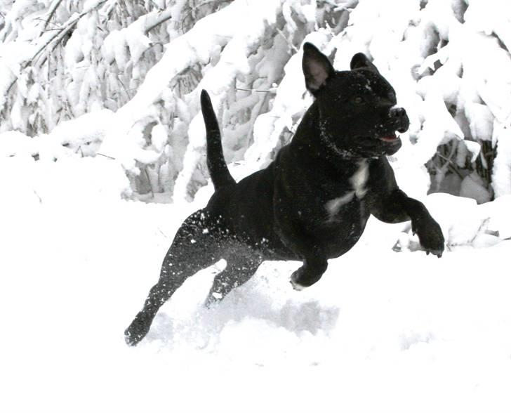 Devil og Nasty - Nasty giver den fuld pedal billede 31