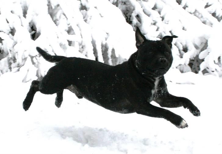 Devil og Nasty - Hej Far !!! Jeg hopper lige videre i sneen !!! billede 29