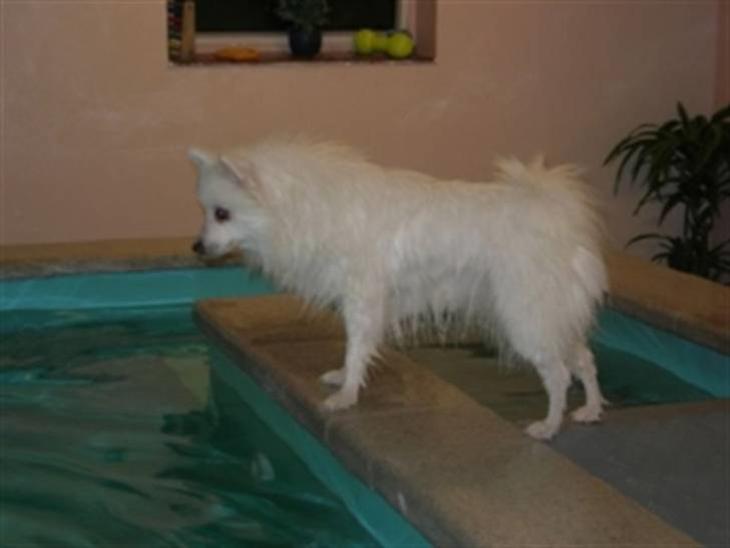 Hundesvømning - Bianca er en rigtig vandhund.
til forskel fra vores andre hunde. Når hun er ved stranden svømmer hun glad ud og dykker endda gladeligt.
Derfor syntes vi også det var en rigtig god ide at hun kom til svømning.
Dette er hendes første gang. og mon ikke hun nød det. her står hun og tænker på at tage endnu en omgang. billede 0