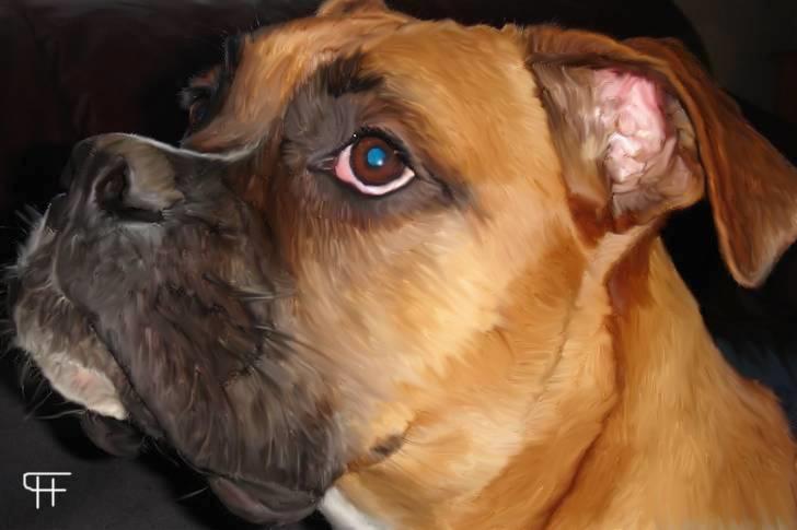 Tegninger af andres hunde - Boxer Carlos. billede 244