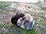 Mine kaniner  - Blacky, Angelina og Tiger