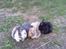 Mine kaniner  - Angelina, Jason, Tiger og Blacky