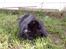 Mine kaniner  - En voksen Blacky