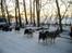 Malamutter og Eskimo dog - Sa er vi ved at ved at være klar