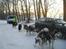 Malamutter og Eskimo dog - Den sidste hund spændes for (Ashanti)