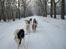 Malamutter og Eskimo dog - Sa nu gar det bare der ud af de næste 14 km