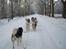 Malamutter og Eskimo dog - En kanon oplevelse