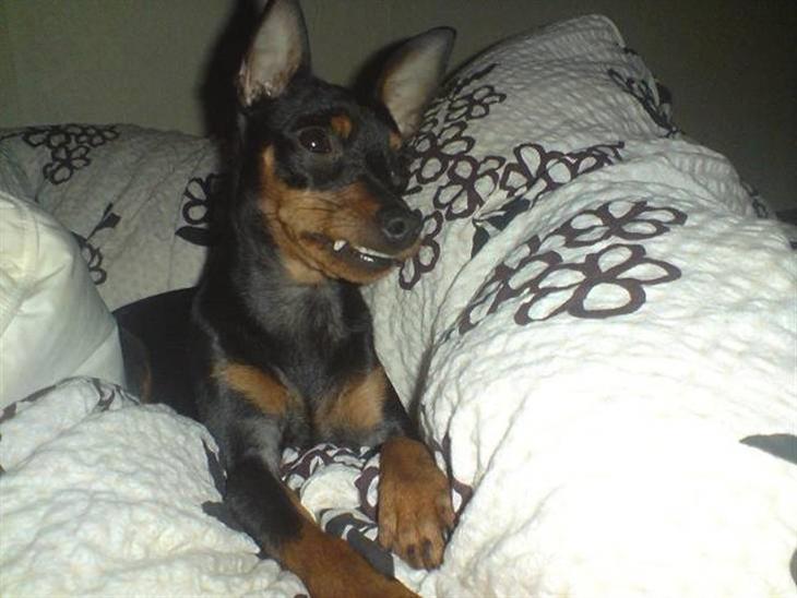 {{currentPhoto.altText}} billede {{currentPhoto.number}}