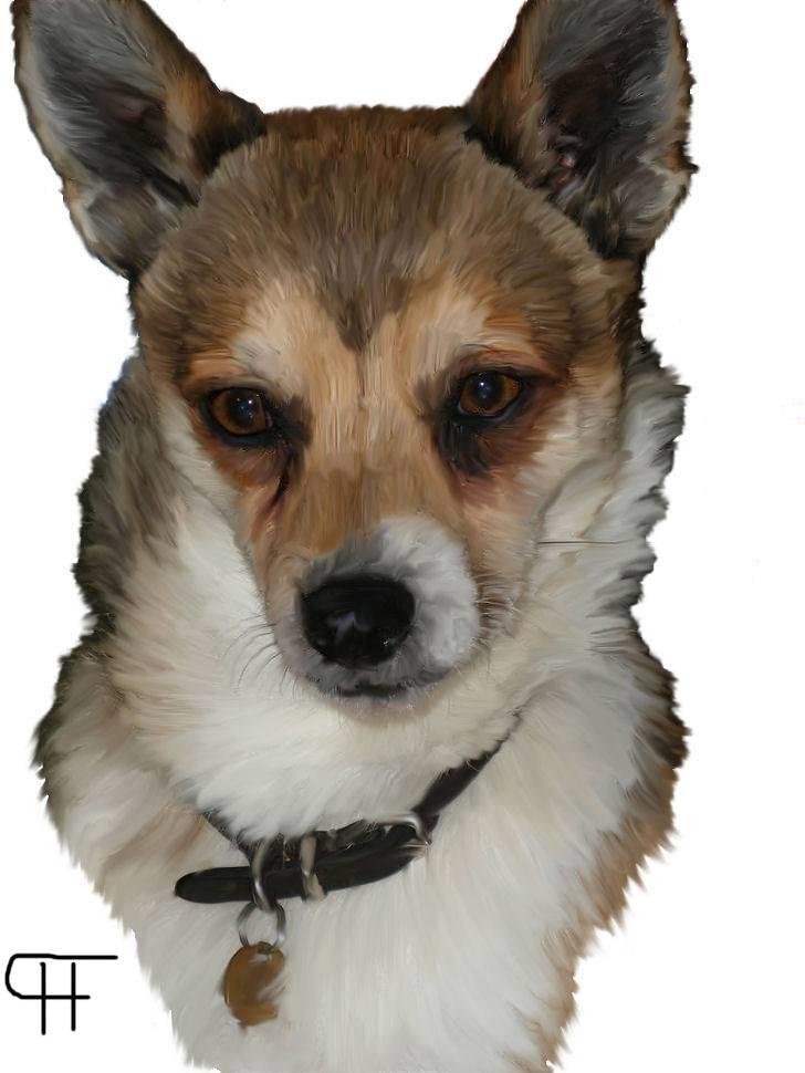 Tegninger af andres hunde - Norsk lundehund Liv. billede 245