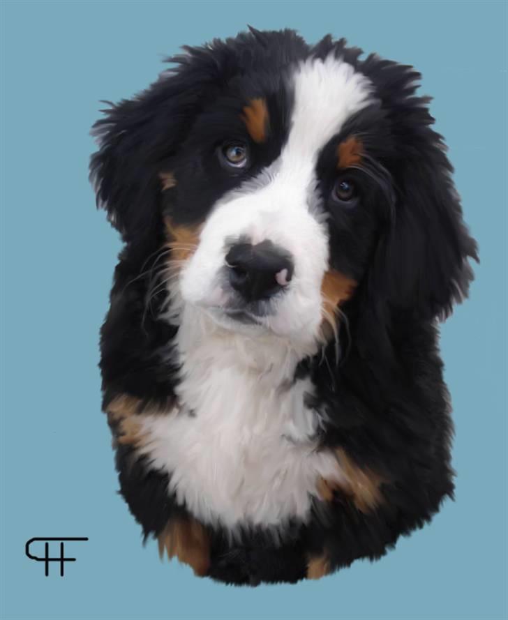 Tegninger af andres hunde - Berner sennenhund KAHLUA. billede 246