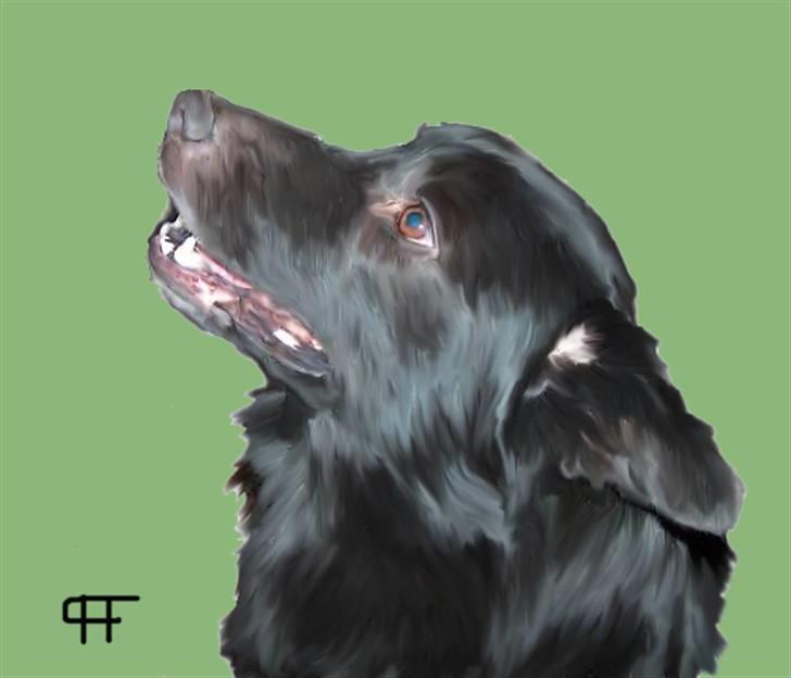 Tegninger af andres hunde - Blanding af racer Verner Best. billede 247