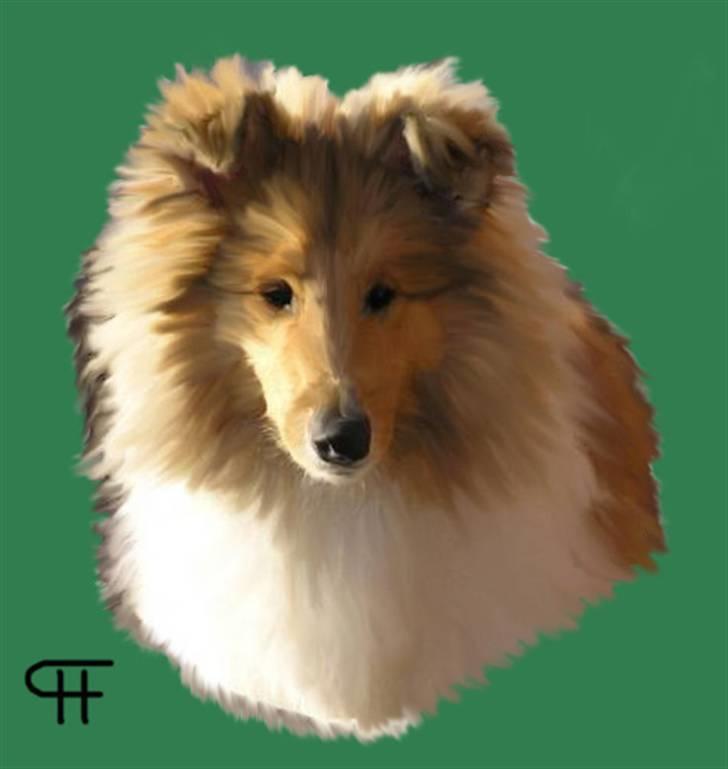 Tegninger af andres hunde - Collie langhåret Simba. billede 248