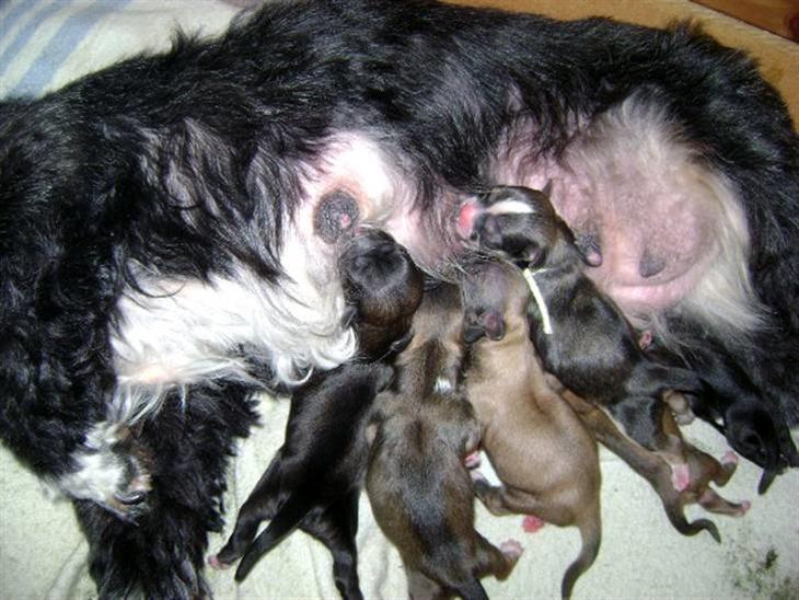 Lhasa Apso hvalpe billede 0