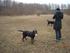 Hundeleg i Hedeland 25/1-09