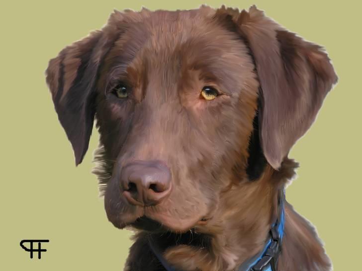 Tegninger af andres hunde - Blanding af racer Markus. billede 249