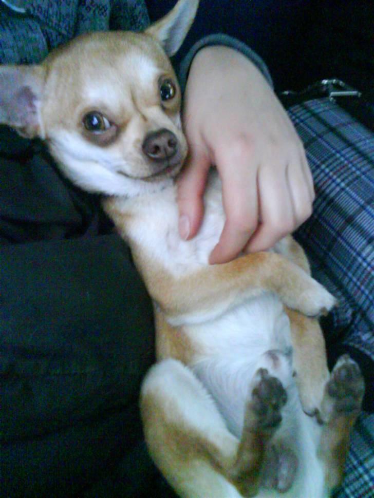 Bailey som hyggehund <3 billede 9