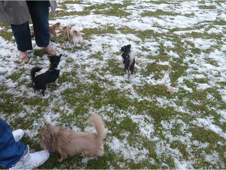 {{currentPhoto.altText}} billede {{currentPhoto.number}}