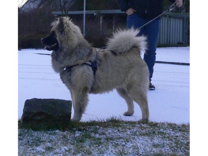 {{currentPhoto.altText}} billede {{currentPhoto.number}}