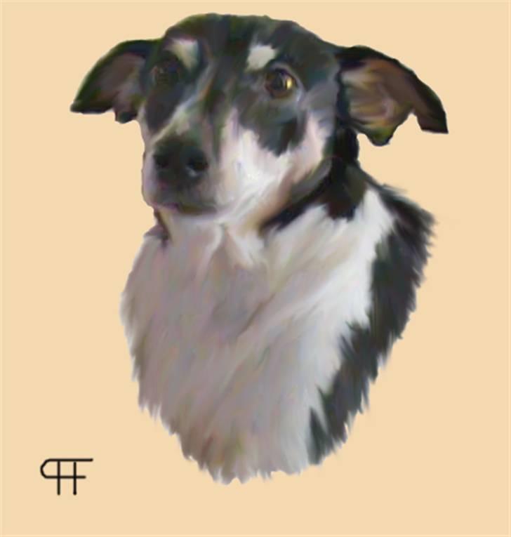 Tegninger af andres hunde - Blanding af racer Pomm-Fritte billede 252