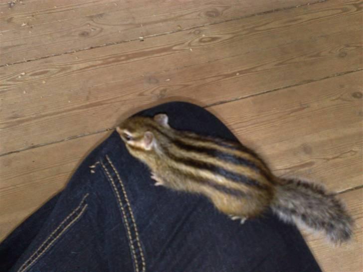 Mine skønne jordegern - Bette-røv ude og undersøge mig billede 17