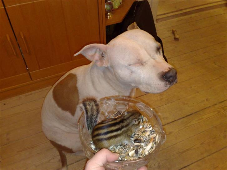 Mine skønne jordegern - Bette-røv og Tuffe billede 18