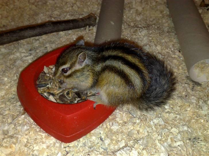 Mine skønne jordegern - Bette-røv billede 19