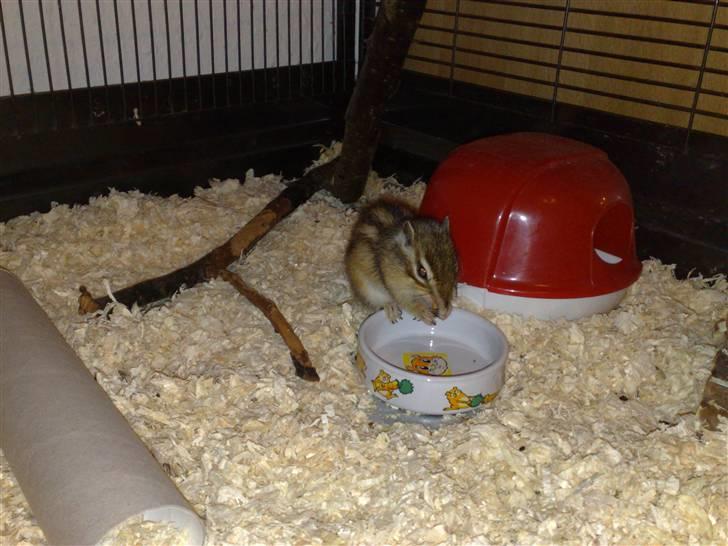 Mine skønne jordegern - Bette-røv billede 20