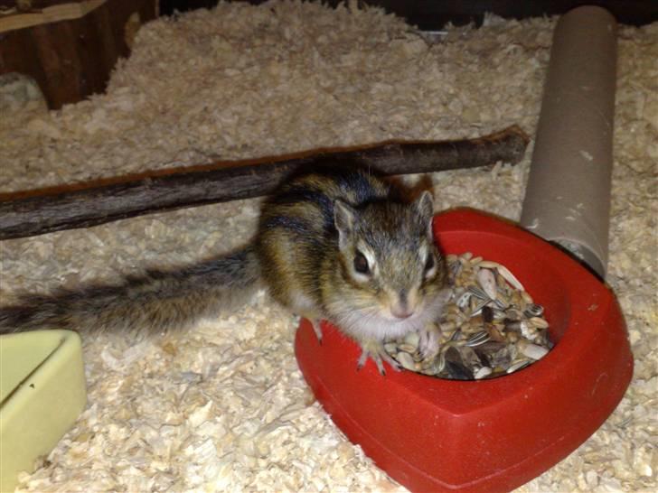 Mine skønne jordegern - Bette-røv billede 21