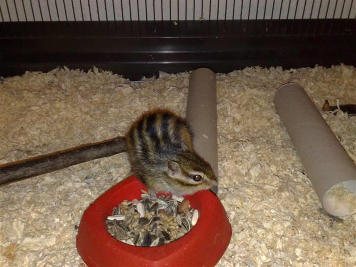 Mine skønne jordegern - Bette-røv billede 22